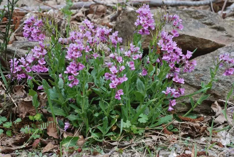 Arabis Koehleri Seeds For Planting: Exquisite Alpine Beauty for Your Garden - Discover Rare and Hardy Perennials!