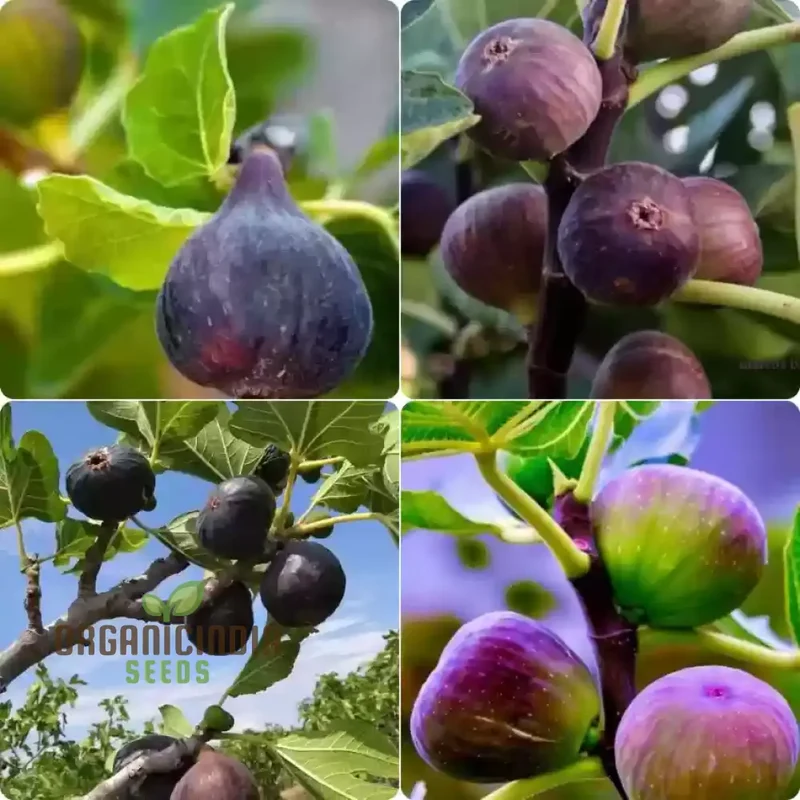 Fig Green Seeds for Planting,Your Ultimate Gardening Haven for Lush