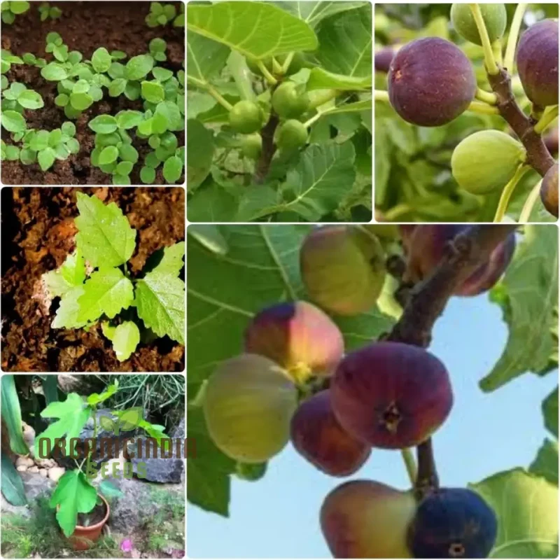 Fig Green Seeds for Planting,Your Ultimate Gardening Haven for Lush