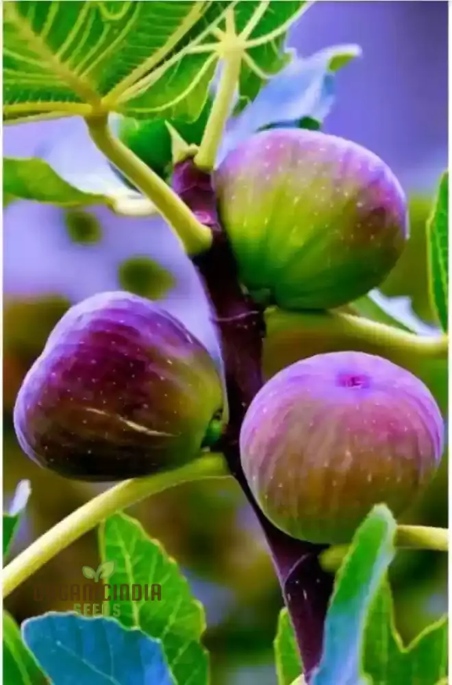 Fig Green Seeds for Planting,Your Ultimate Gardening Haven for Lush