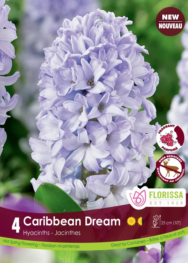 Jacinthe ‘Caribbean Dream’ ( Hyacinthus orientalis )