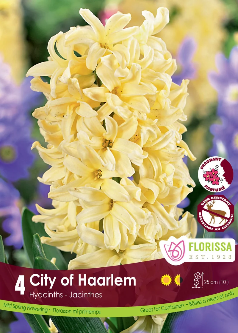 Jacinthe ‘City of Haarlem’ ( Hyacinthus orientalis )