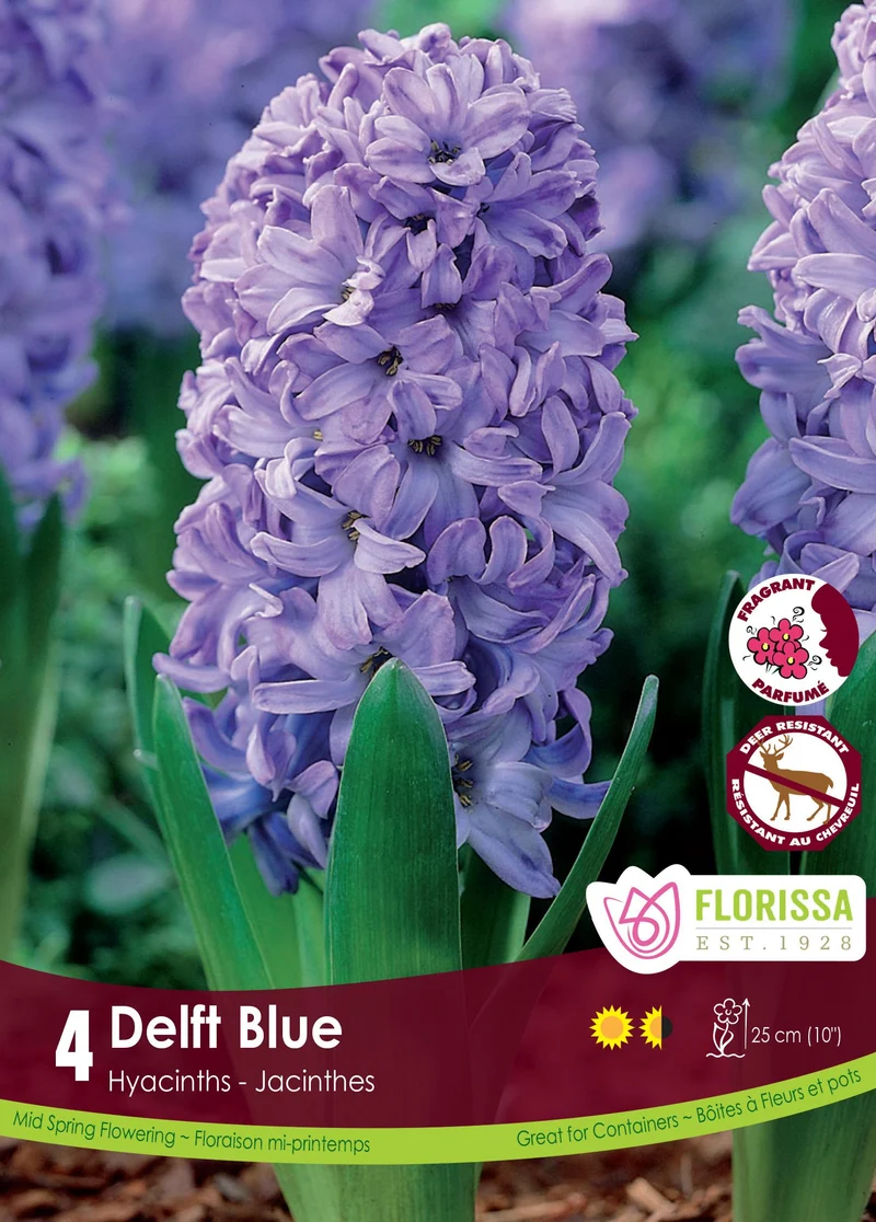 Jacinthe ‘Delft Blue’ ( Hyacinthus orientalis )