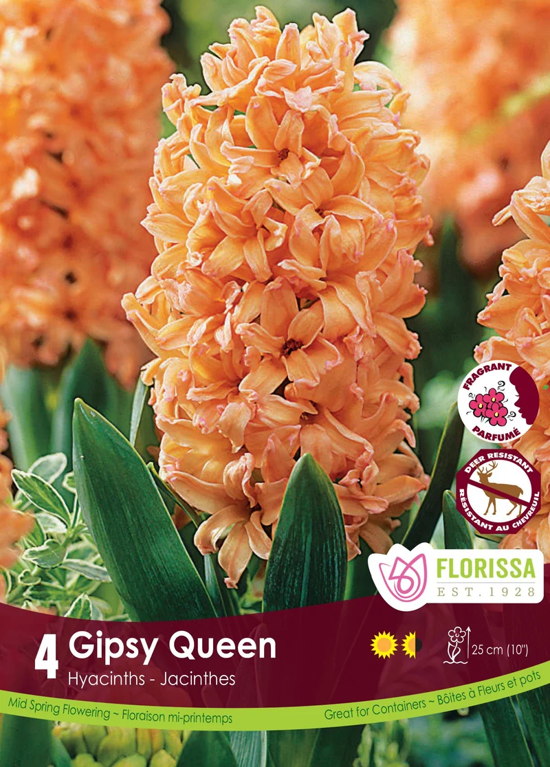 Jacinthe ‘Gipsy Queen’ ( Hyacinthus orientalis )