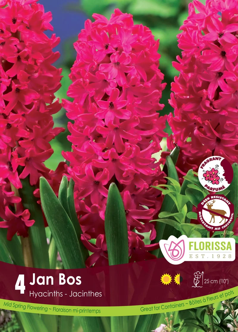 Jacinthe ‘Jan Bos’ ( Hyacinthus orientalis )