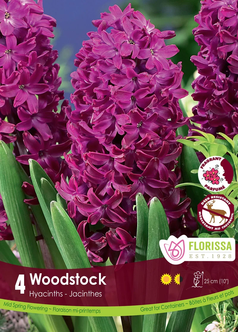 Jacinthe ‘Woodstock’ ( Hyacinthus orientalis )