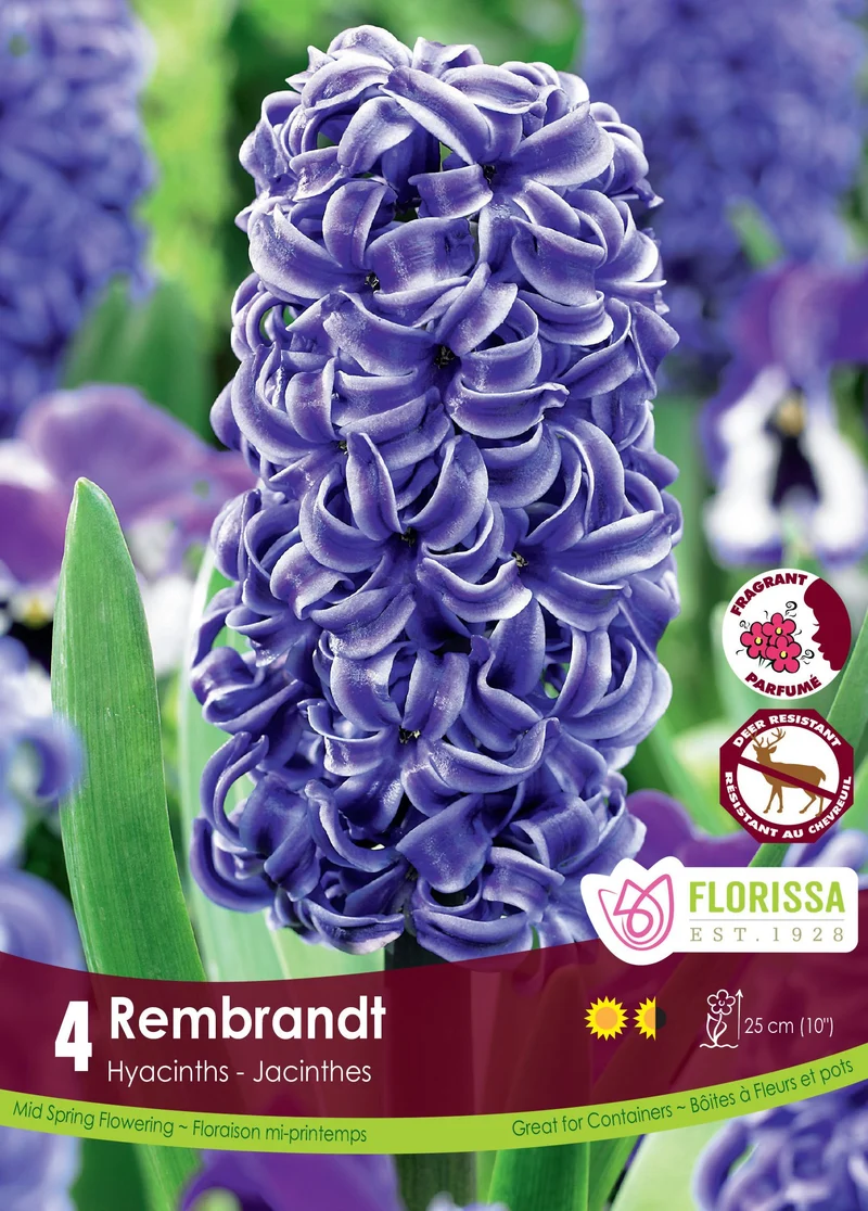 Jacinthe ‘Rembrandt’ ( Hyacinthus orientalis )