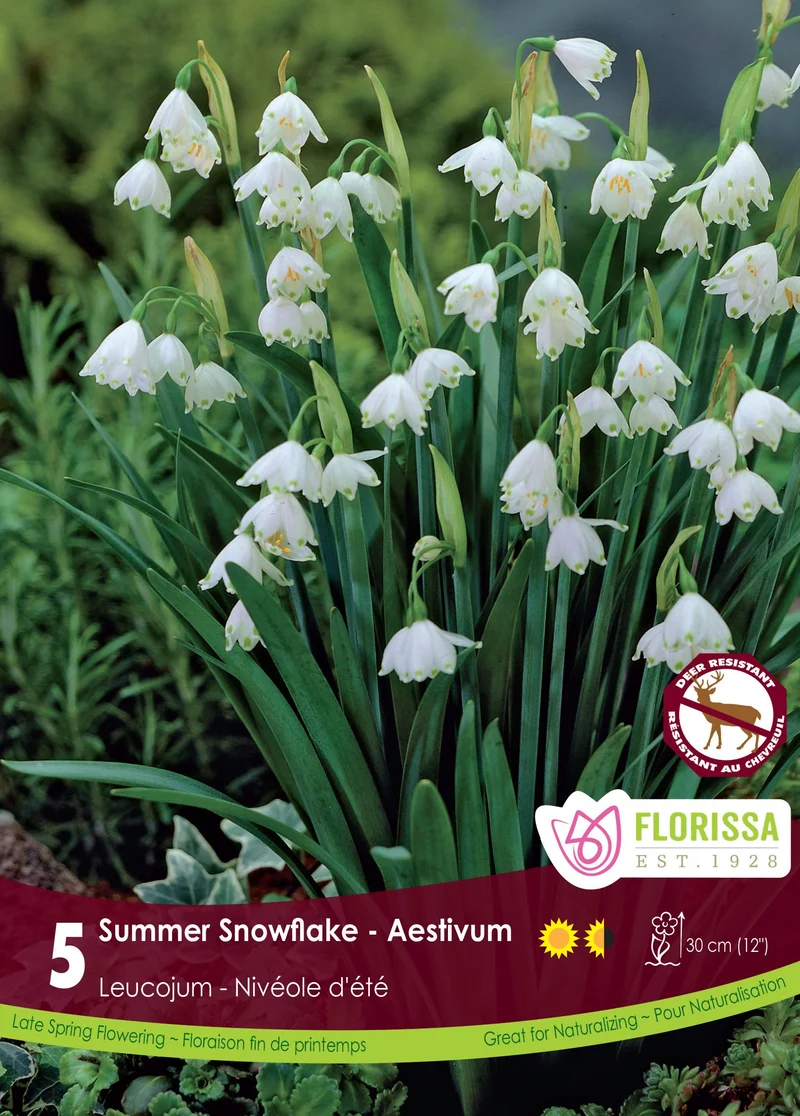 Leucojum Aestivum ( Leucojum )