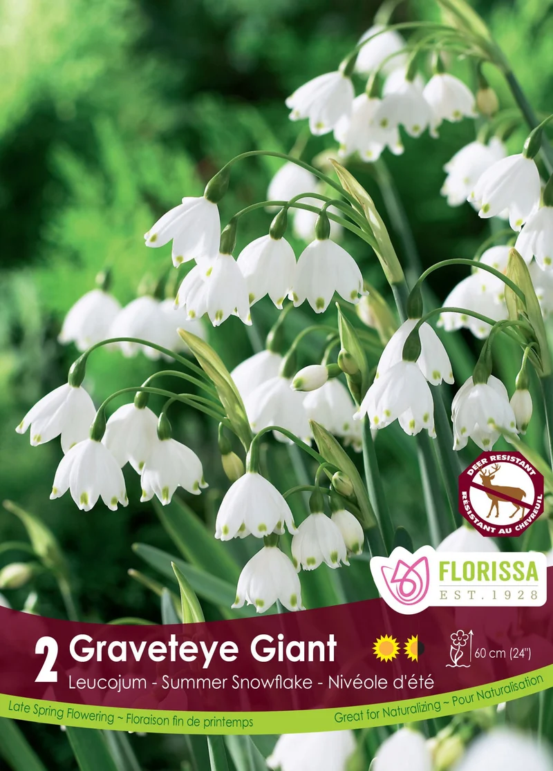 Nivéole d’été ‘Gravetye Giant’ ( Leucojum aestivum )