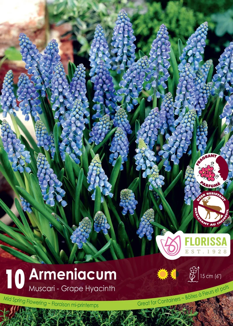 Muscari Armeniacum ( Muscari )