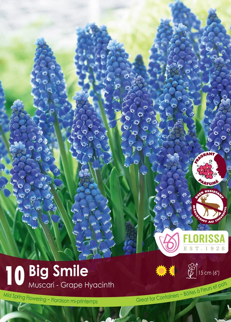 Muscari Big Smile ( Muscari )