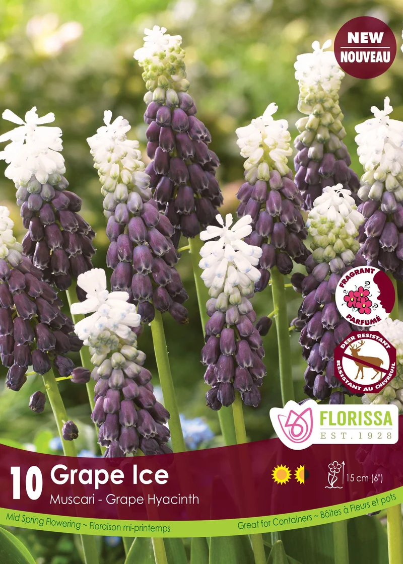 Muscari Grape Ice ( Muscari )
