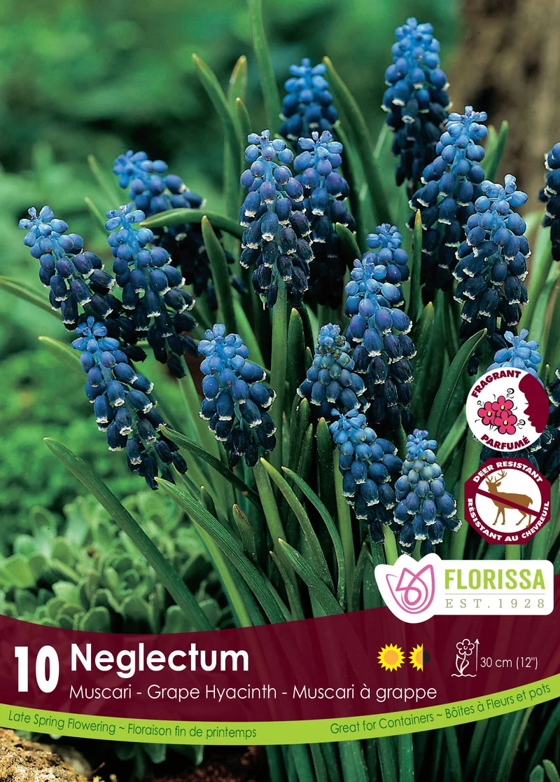 Muscari Neglectum ( Muscari )