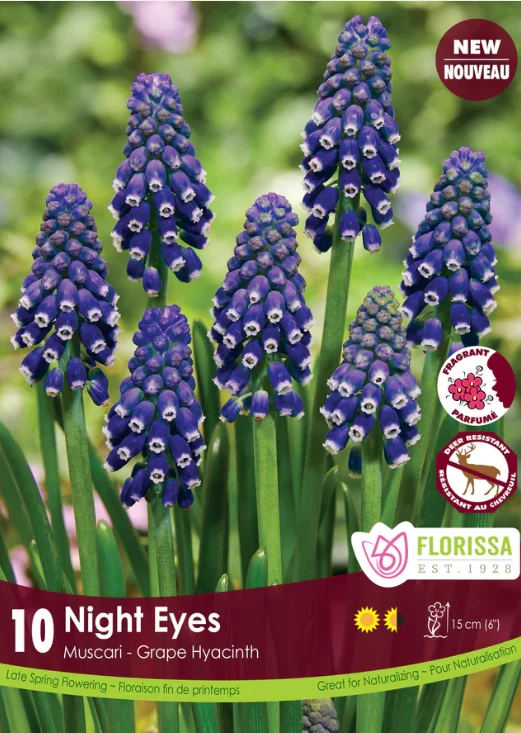 Muscari Night Eyes ( Muscari )