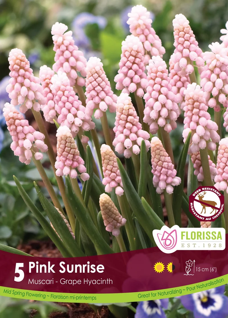Muscari Pink Sunrise ( Muscari )