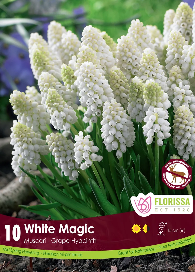 Muscari White Magic ( Muscari )