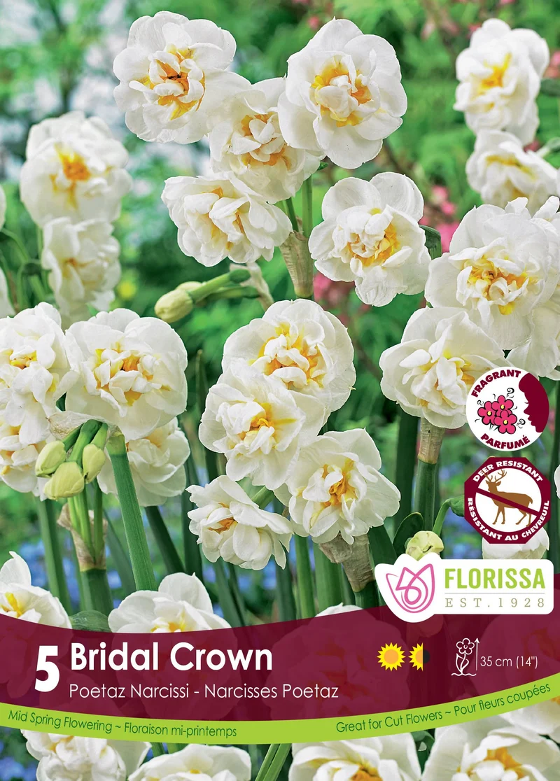 Narcisse Bridal Crown ( Narcissus )