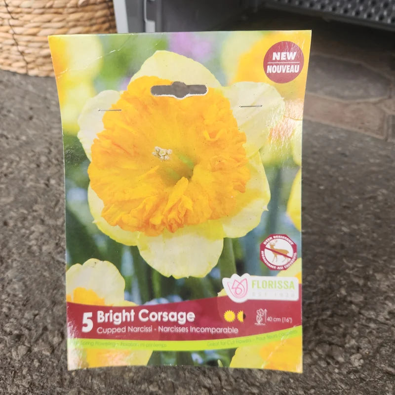 Narcisse Bright Corsage ( Narcissus )