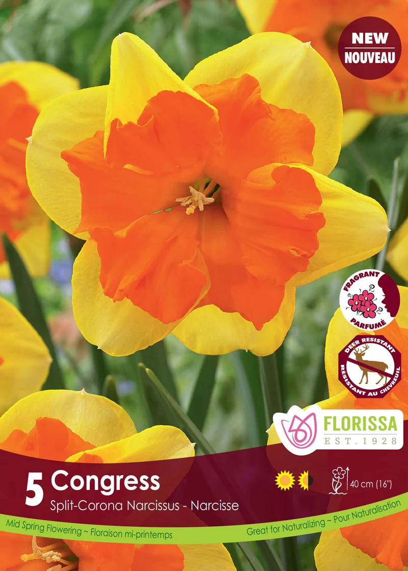 Narcisse Congress ( Narcissus )