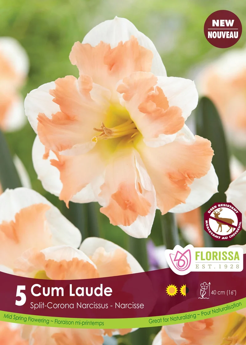 Narcisse Cum Laude ( Narcissus )