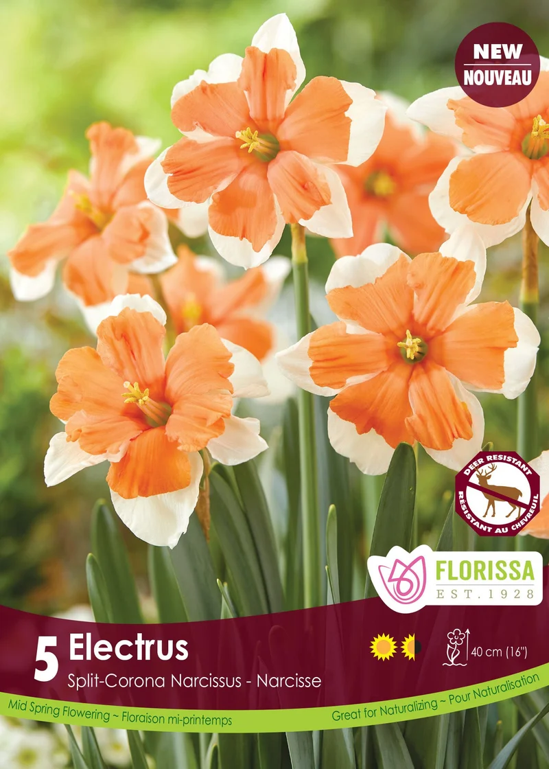 Narcisse Electrus ( Narcissus )
