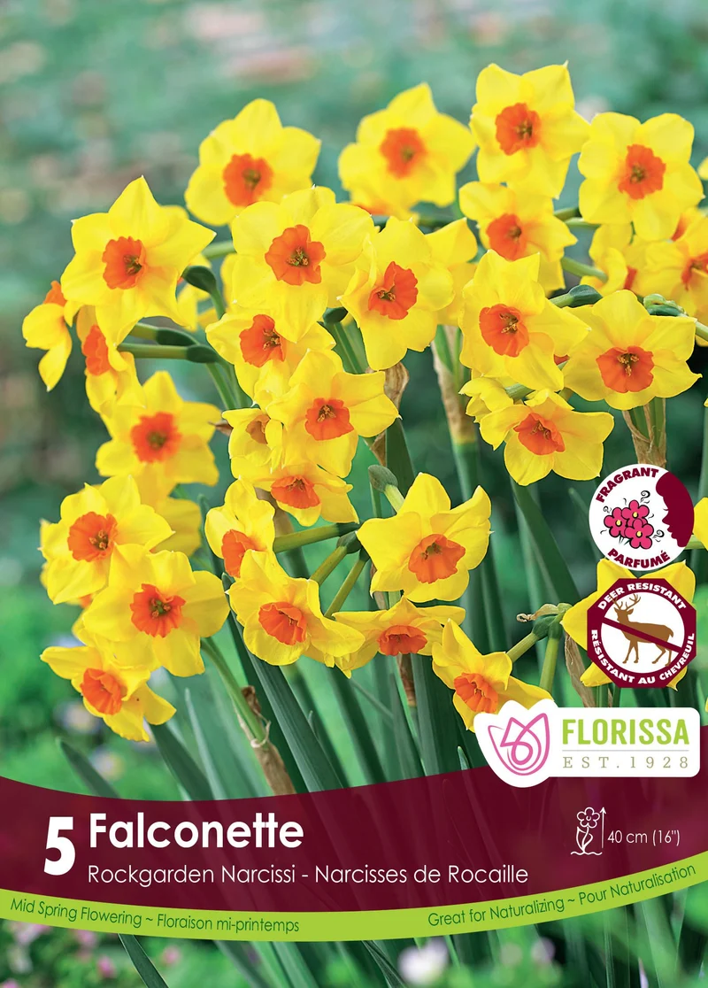 Narcisse Falconette ( Narcissus )
