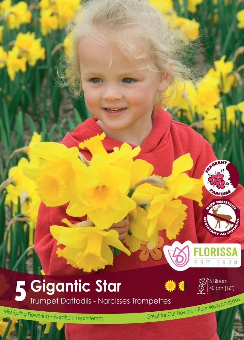 Narcisse ‘Gigantic Star’ ( Narcissus )