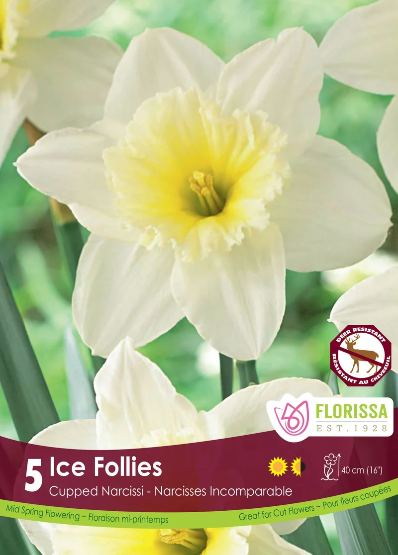 Narcisse ‘Ice Follies’ ( Narcissus )