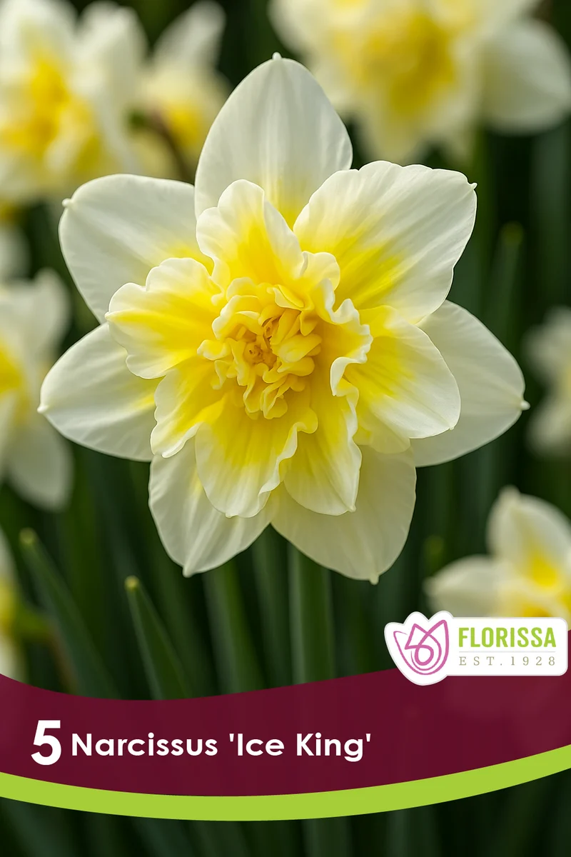 Narcisse ‘Ice King’ ( Narcissus )