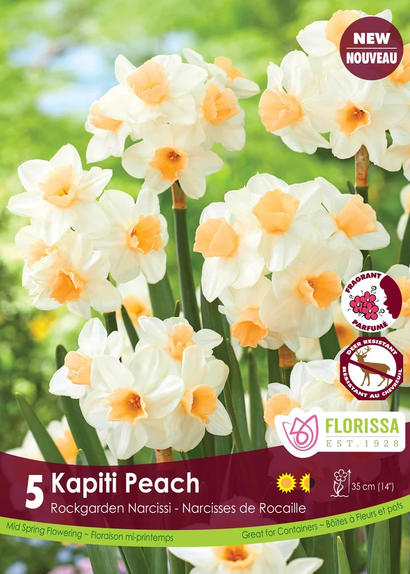 Narcisse ‘Kapiti Peach’ ( Narcissus )