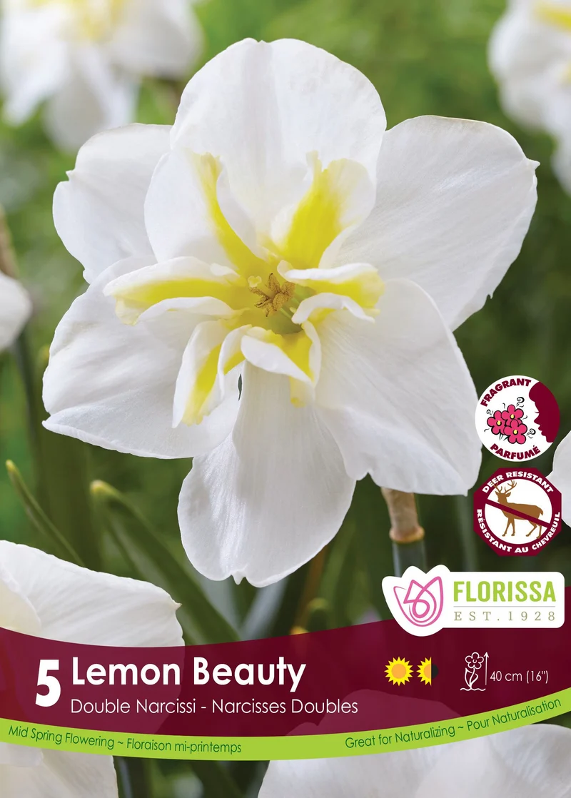Narcisse ‘Lemon Beauty’ ( Narcissus )