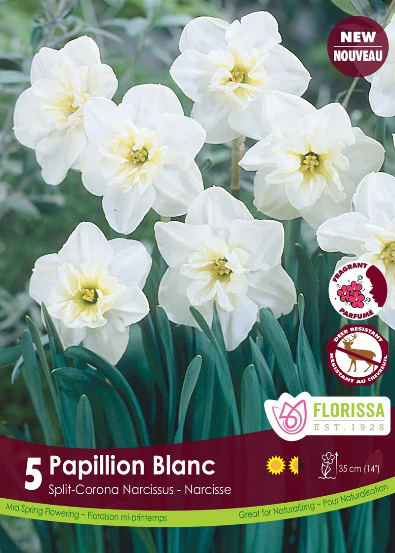 Narcisse ‘Papillon Blanc’ ( Narcissus )