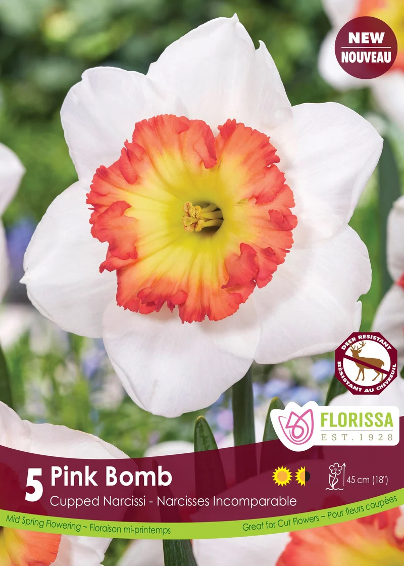 Narcisse ‘Pink Bomb’ ( Narcissus )