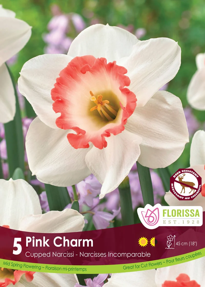 Narcisse ‘Pink Charm’ ( Narcissus )