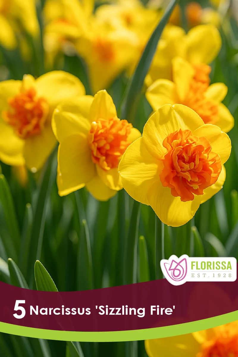 Narcisse ‘Sizzling Fire’ ( Narcissus )