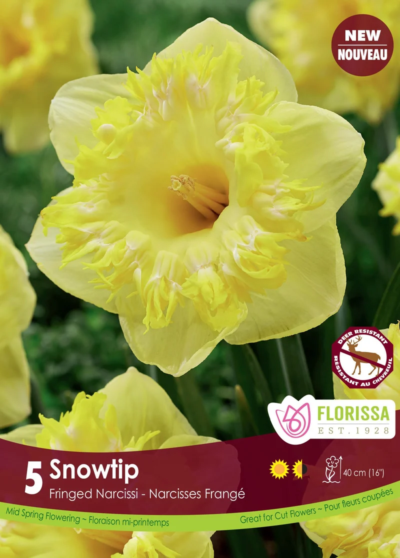 Narcisse ‘Snowtip’ ( Narcissus )