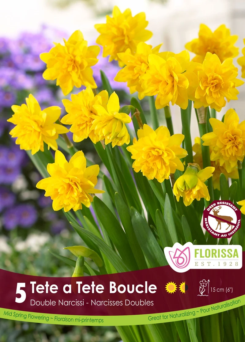 Narcisse ‘Tête-à-Tête Bouclé’ ( Narcissus ‘Tete a Tete Boucle’)
