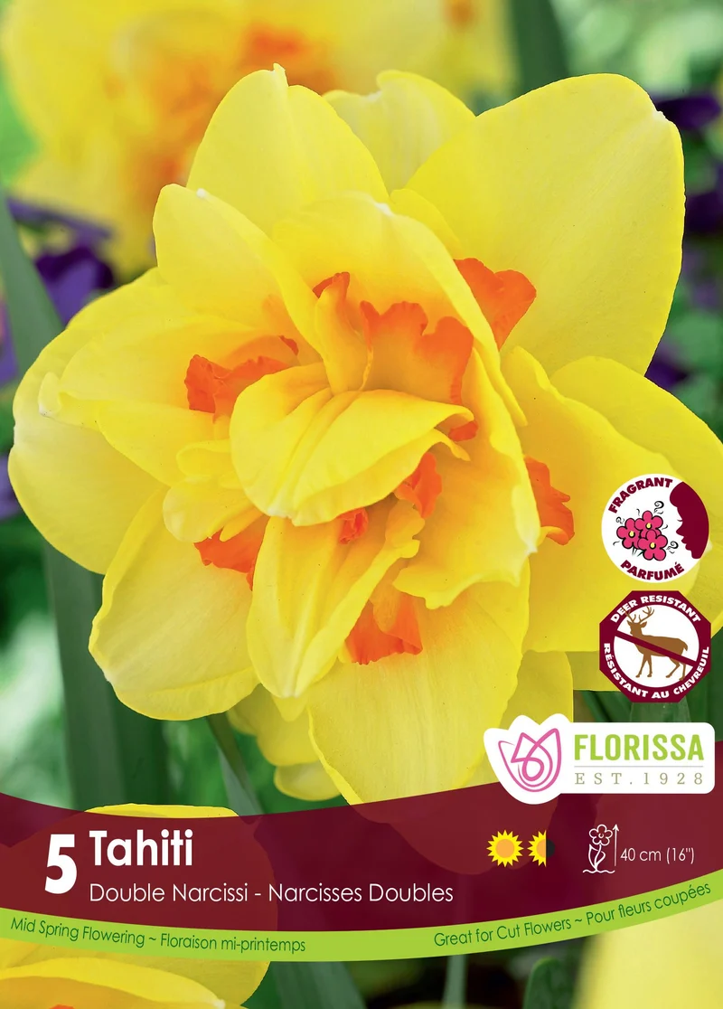 Narcisse ‘Tahiti’ ( Narcissus )