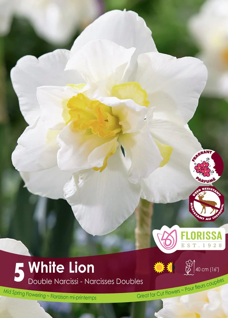 Narcisse ‘White Lion’ ( Narcissus )