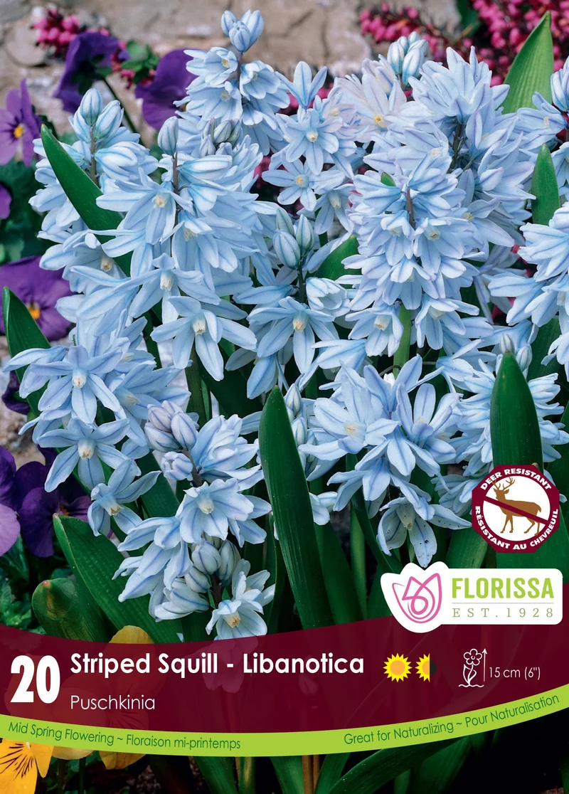 Puschkinie du Liban ( Puschkinia scilloides var. libanotica )