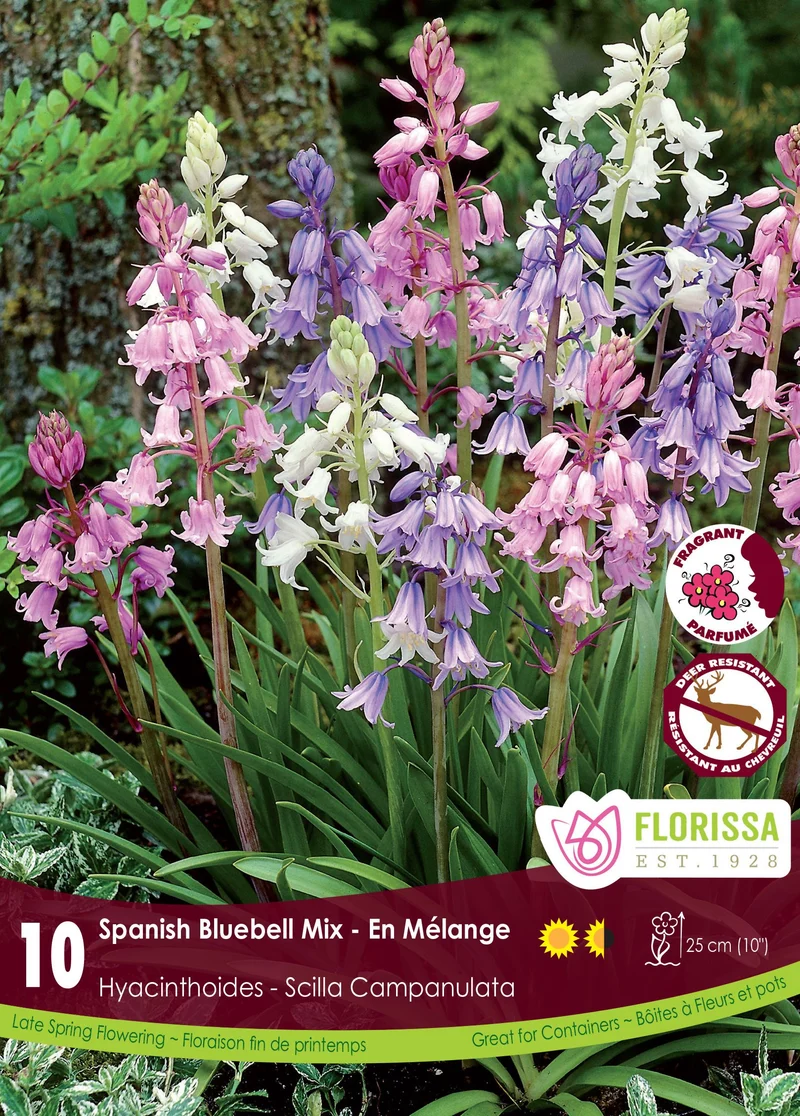 Jacinthes d’Espagne en mélange ( Hyacinthoides hispanica)