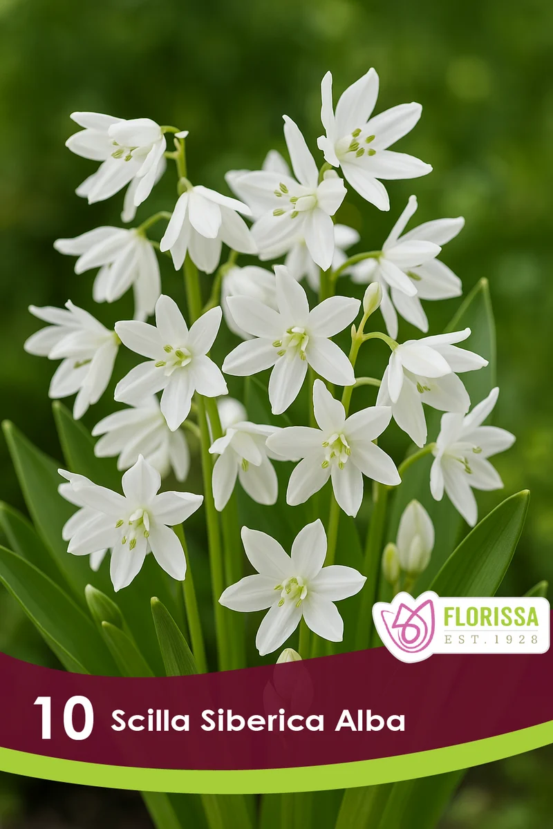 Scille de Sibérie blanche ‘Alba’ ( Scilla siberica)