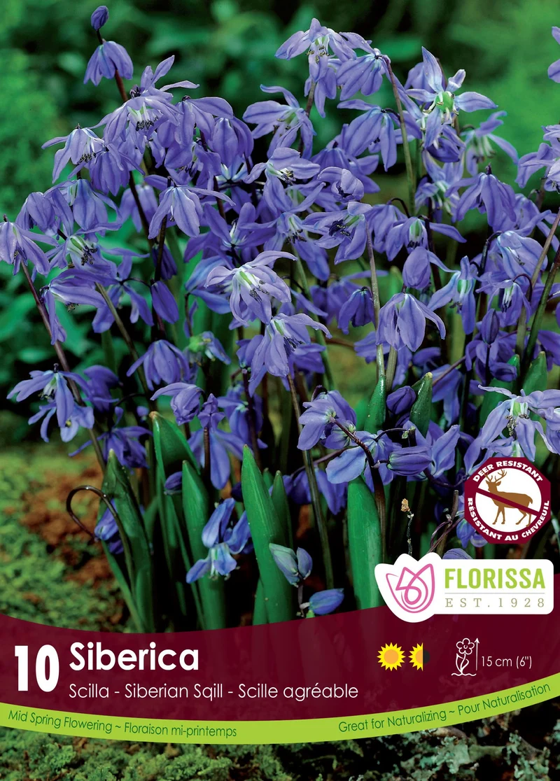 Scille de Sibérie ( Scilla siberica)