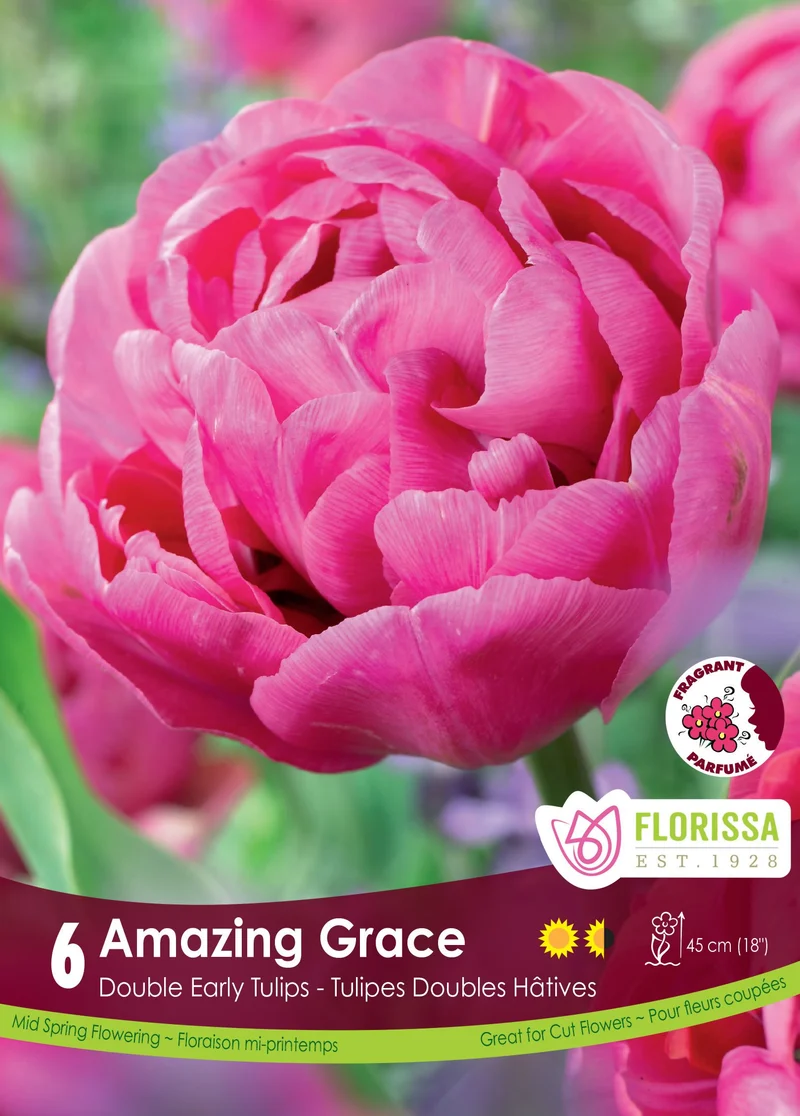 Tulipe Amazing Grace ( Tulipa )