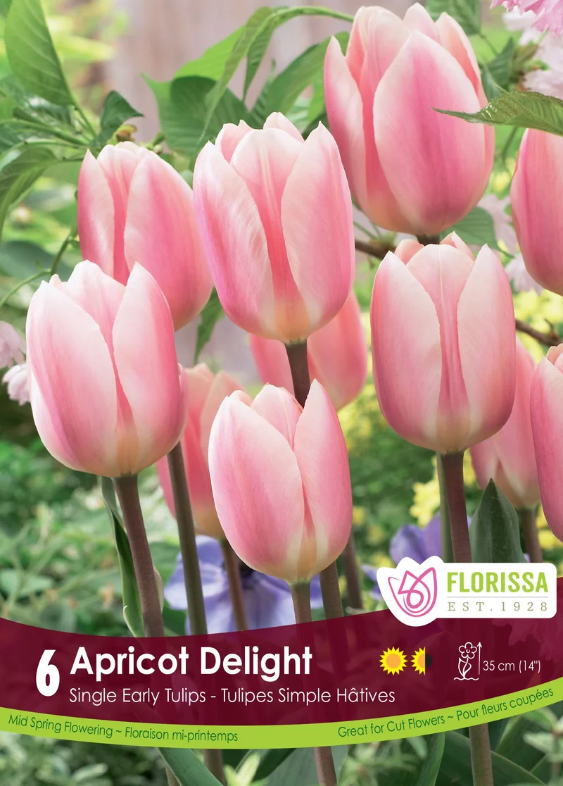 Tulipe Apricot Delight ( Tulipa )