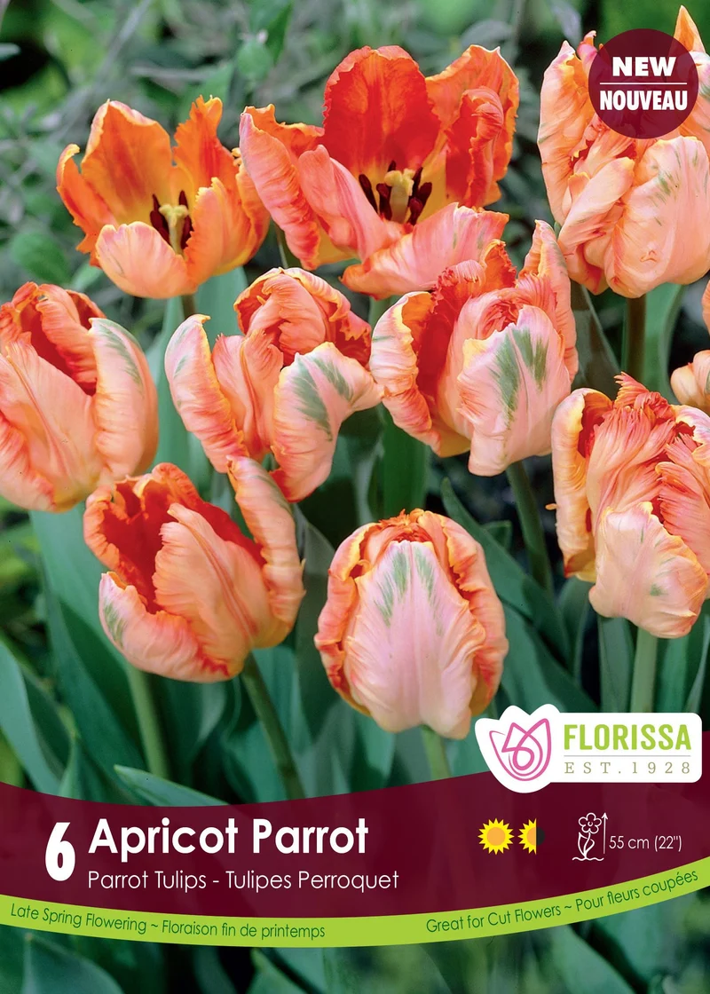 Tulipe Apricot Parrot ( Tulipa )