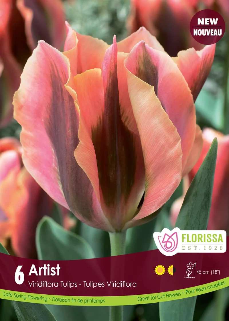 Tulipe Artist ( Tulipa )