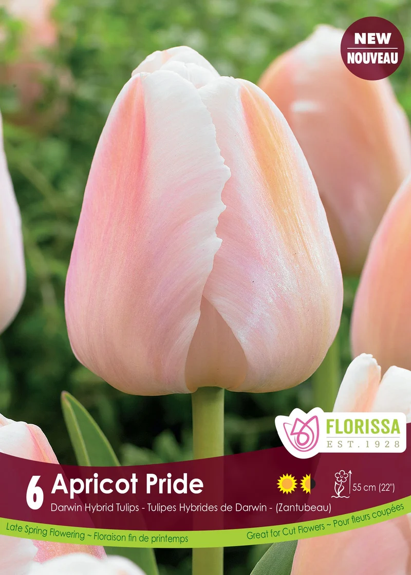 Tulipe Apricot Pride ( Tulipa )