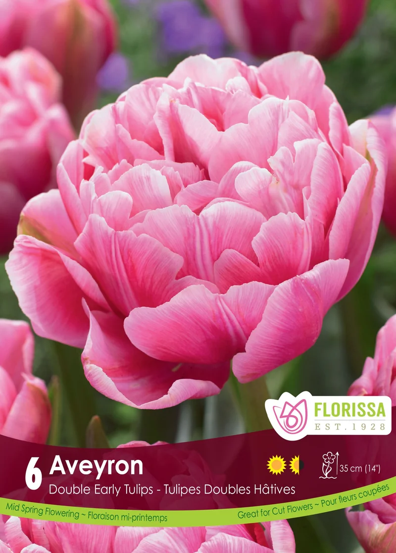 Tulipe Averyon ( Tulipa )