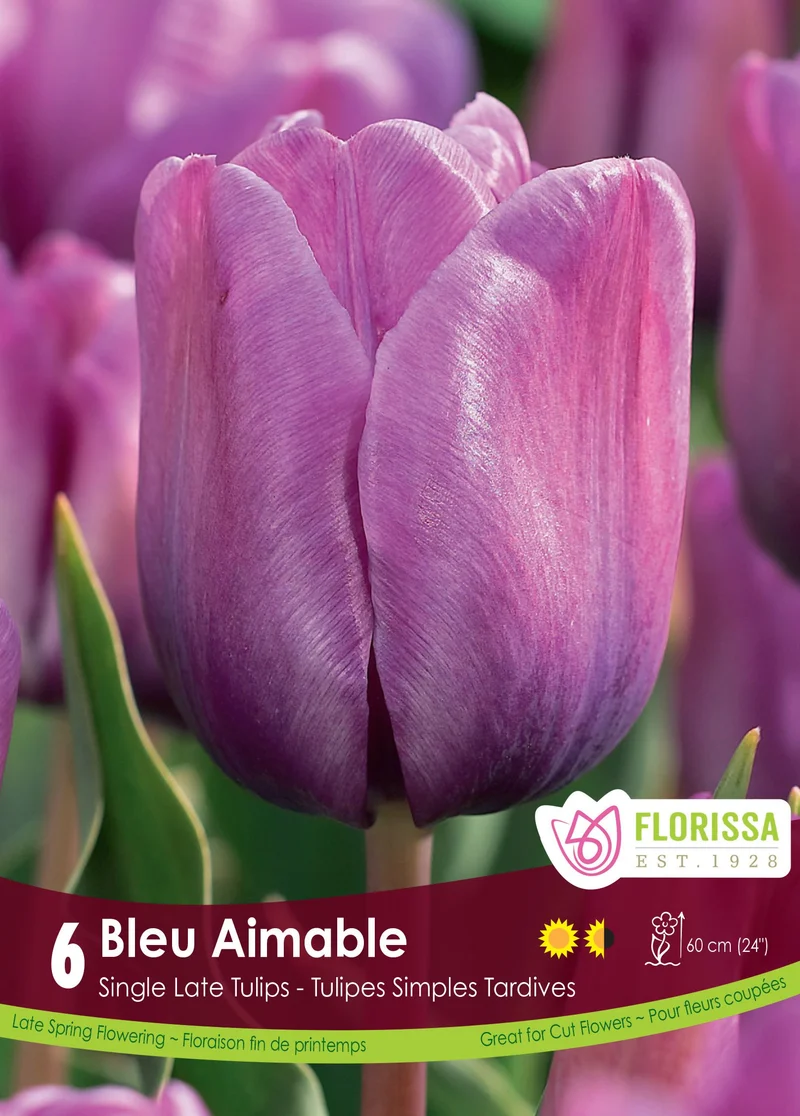 Tulipe Bleu Aimable ( Tulipa )